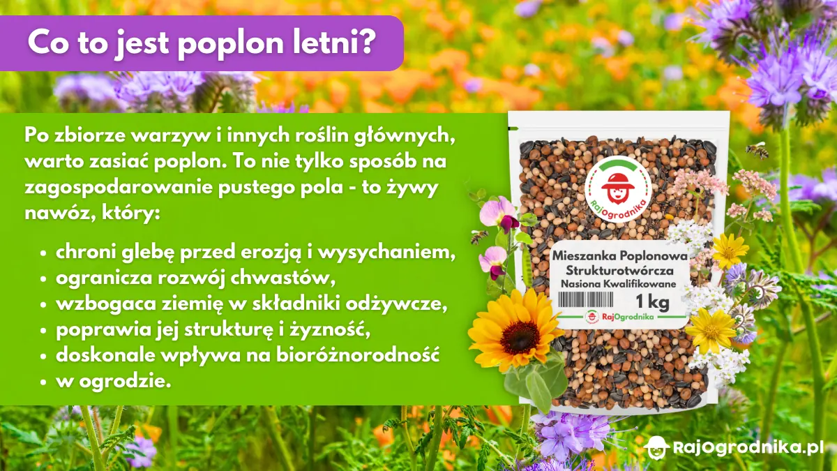 Co-to-jest-poplon-letni-blog-sklep-rajogrodnika